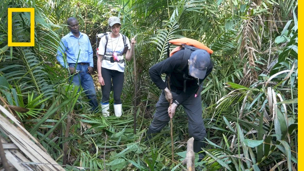 Peatlands Critical In Climate Change Fight | National Geographic