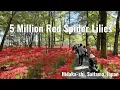 Download Lagu Kinchakuda POV Walk -- Millions of Red Spider Lilies in Japan