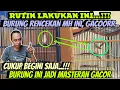Lagu HANYA RUTIN LAKUKAN INI ⁉️ BURUNG BAHAN OMBYOKAN INI JADI MASTERAN GACOR || TIPS BURUNG GACOR
