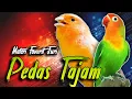 Download Lagu Masteran Murai Batu, Kacer, dan Cucak Ijo