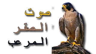 Shorts صوت الصقر المرعب Terrifying Hawk Sound Shorts 