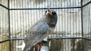 suara khas burung kekep babi muda ampuh untuk pancingan kekep babi agar ikut gacor