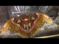 Download Lagu LARGEST MOTH IN THE WORLD FLY !