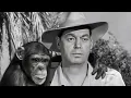 Download Lagu Voodoo Tiger (1952) 4K