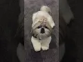 Download Lagu Angry shihtzu barking | dog barking #shihtzu #dog