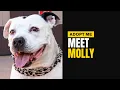 Meet Molly Adoptable Rescue Dog TLRD Virtual Adoption