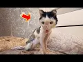 Download Lagu Niemand wilde deze kat redden, maar toen ze de reden wisten, begonnen ze allemaal te huilen.