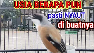 ini pancingan cendet cocok untuk meningkatkan emosi pentet cendet gacor full isian masteran cendet