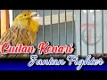 Download Lagu CUITAN KENARI JANTAN UNTUK MERANGSANG KENARI PAUD AGAR GACOR FIGHTER MENTAL TARUNG