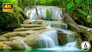 The sound of a clear blue and clear river, the chirping of birds [study, sleep, relaxation, ASMR] 8K