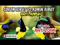 Lagu SUARA PIKAT SOGON RIBUT + KONIN RIBUT PALING AMPUH