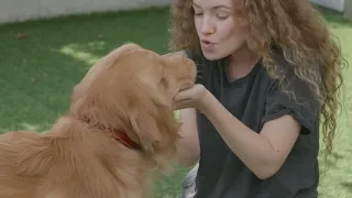 Goldenretriver Puppy Shorts Lovenaffection Royalcaninfood 