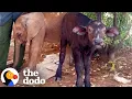 Download Lagu Baby Elephant And Buffalo Have The Sweetest Friendship | The Dodo