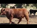 BJF Limousin Invitational Sale Lot 6 BJF Impact Champion
