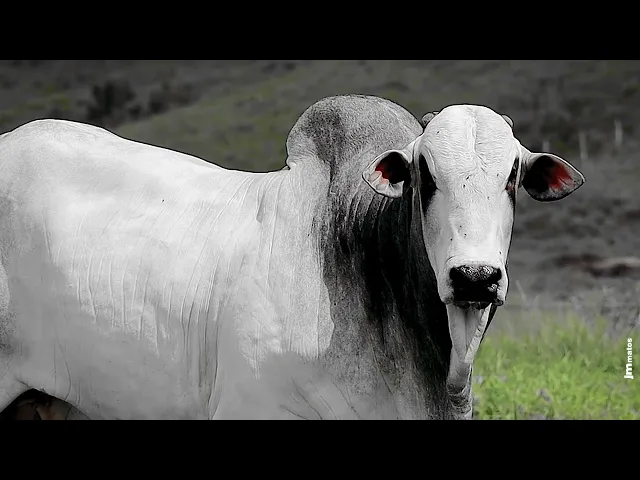 Touro Nelore FBRA - 216