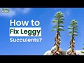 How to Fix Leggy Elongated Succulents The Next Gardener