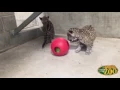 Download Lagu EPZ Jaguar Cubs Playing  (3 months old)