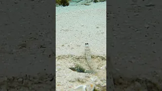 LOUDEST Species On The Planet!