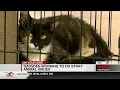 Gadsden working to fix stray animal issues