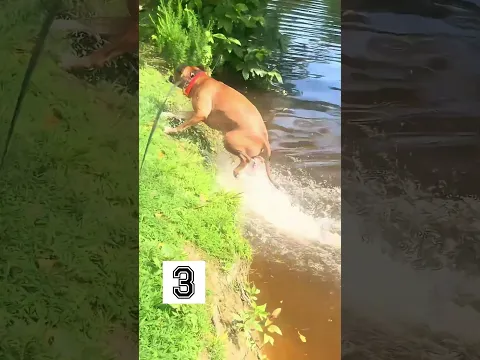 Never let your dog play with its tail #shorts #dog