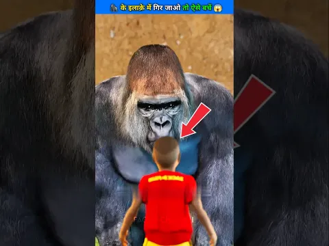 If You Ever Fall Into a Gorilla Exhibit Do Not Panic