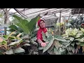 Download Lagu AJAK IBUKU JALAN JALAN KE KOTA SLEMAN MAMPIR KE GREEN HOUSE TANHIAS MUMBYUK² MILIK PAK RT