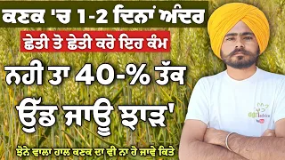 ਕਣਕ 'ਚ 1-2 ਦਿਨਾਂ ਅੰਦਰ ਛੇਤੀ ਕਰੋ ਇਹ ਕੰਮ', ਨਹੀ ਤਾ 40-% ਉੱਡ ਜਾਊ ਝਾੜ'