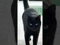 Lagu Elegant cat walk. #catshorts #cat #blackcat #catwalk #kingsandqueens #avamax #topic
