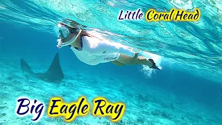 SDA30  Little Coral Head, Big Spotted Eagle Ray