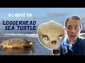 The LOGGERHEAD Sea Turtle Size Diet Nesting