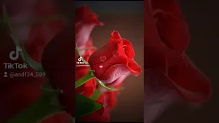 أروع اغاني مصطفى كامل 