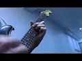 "Moon Over Maui" ~ Spacey Blues tune ~ by Michael Lyn