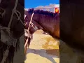 Download Lagu Donkeys live among donkeys and horses!