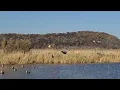Drake and Hen Mallard Flyer