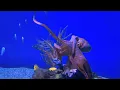 Google An Octopus Story