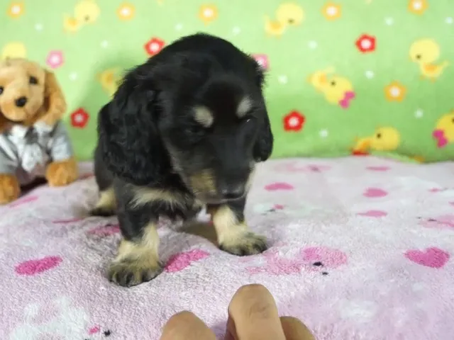 動画