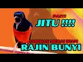 Lagu pancingan murai batu AGAR BUNYI jitu untuk JADIKAN murai batu GACOR EMOSI❗