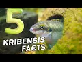 5 FACTS about Kribensis Cichlids. Subscriber questions answered