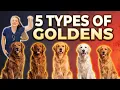 The 5 Types of Golden Retriever Breed Types Simply explained