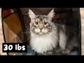 Pros and Cons of a Maine Coon Cat The Cat Butler