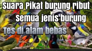 suara pikat semua jenis burung liar