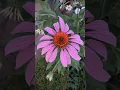 Download Lagu Purple coneflower..🌸 #gimpo #korea #flowers #plants