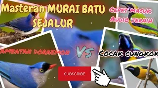 masteran murai ampuhh rambatan paruh merah doraemon u0026cungkok kicaumania muraibatu masteranburung