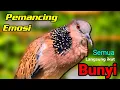 Download Lagu TEKUKUR GACOR suara merdu - LANGSUNG KONEK (BIKIN NYAUT) PANCINGAN BURUNG TEKUKUR.