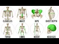 Every Bone Structure Explained Good vs Bad Genetics
