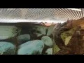Chameleons at Petco