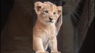 Call Me When You Want Call Me When You Need Shorts Animal Tiktok 