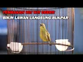 Download Lagu PANCINGAN PLECI NEMBAK WIT WIT CEER KENARI, MERANGSANG LAWAN IKUT GACOR DAN BUKA PARUH