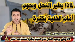 لماذا يطير النحل بكثافة أمام الخلية لماذا يحوم النحل حول الخلية بكثرة طيران النحل أمام الخلية 