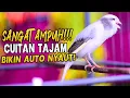 Download Lagu Masteran Kenari GACOR ngerol durasi Panjang, kenari cuit cuit jadi cepat gacor di ransang kenari ini